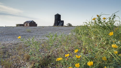 Yellow horned poppy at Orford Ness with Black Beacon in background